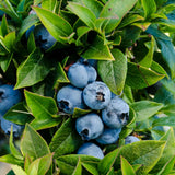 Gurney's Seed and Nursery 1-Pack Tophat Blueberry Bare Root Plant | 63080